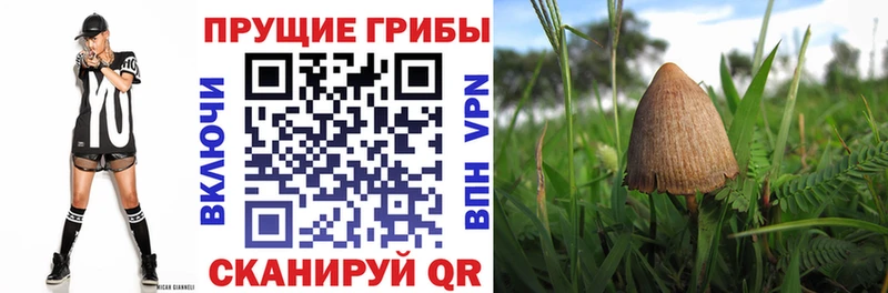 Псилоцибиновые грибы GOLDEN TEACHER  Купить  Лахденпохья 